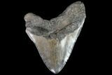 Huge, Fossil Megalodon Tooth - Morgan River, SC #92210-2